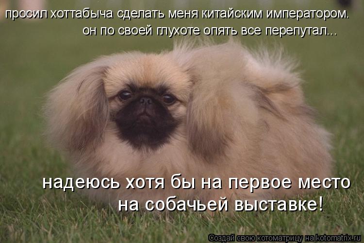 Котоматрица: просил хоттабыча сделать меня китайским императором.  он по своей глухоте опять все перепутал... надеюсь хотя бы на первое место на собачьей