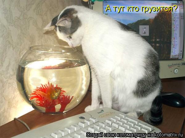 А тут кто грузится?... Котоматрица: А тут кто грузится?