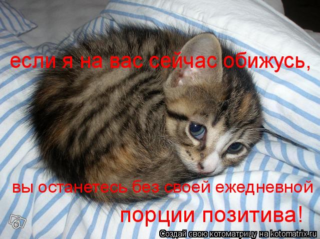 если я на вас сейчас обижусь, вы останетесь без своей ежедневной порции позитива!... Котоматрица: если я на вас сейчас обижусь, вы останетесь без своей ежедневной порции позитива!