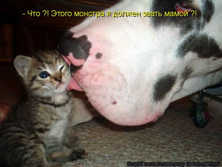 - Что ?! Этого монстра я должен звать мамой ?!... Котоматрица: - Что ?! Этого монстра я должен звать мамой ?!
