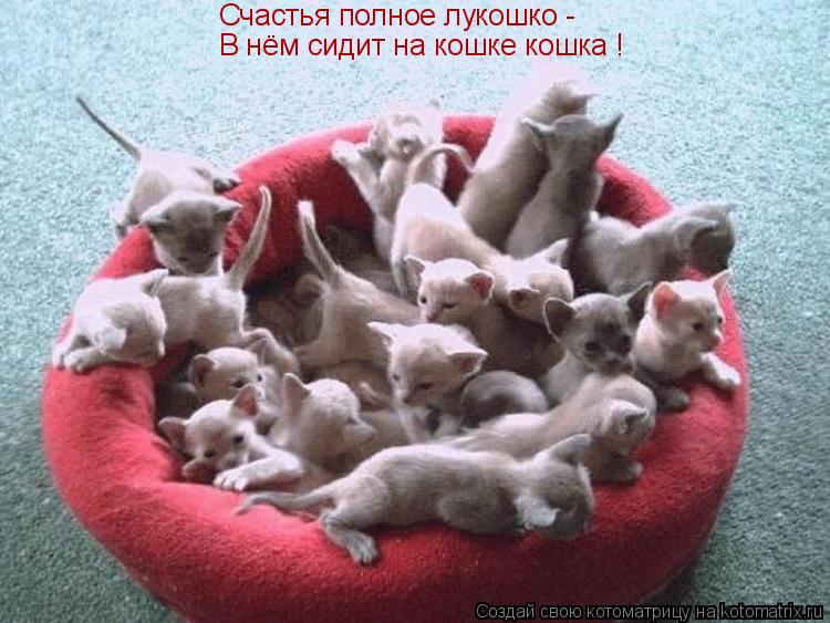 Счастья полное лукошко - В нём сидит на кошке кошка !... Котоматрица: Счастья полное лукошко - В нём сидит на кошке кошка !