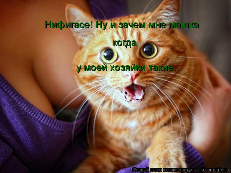 Нифигасе! Ну и зачем мне машка когда у моей хозяйки такие...... Котоматрица: Нифигасе! Ну и зачем мне машка когда у моей хозяйки такие...