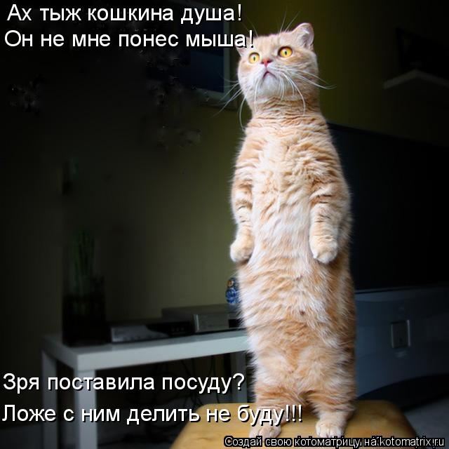 Ах тыж кошкина душа! Он не мне понес мыша! Зря поставила посуду? Ложе с ним делить не буду!!!... Котоматрица: Ах тыж кошкина душа! Он не мне понес мыша! Зря поставила посуду? Ложе с ним делить не буду!!!