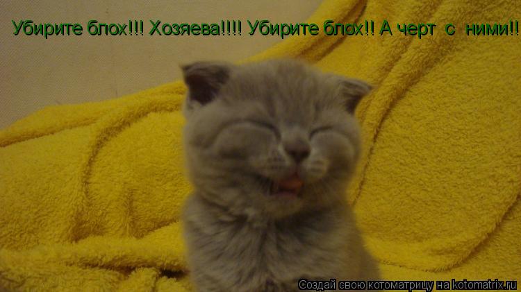 Убирите блох!!! Хозяева!!!! Убирите блох!! А черт с ними!!! Включите музыку!! Блохи просят!!... Котоматрица: Убирите блох!!! Хозяева!!!! Убирите блох!! А черт с ними!!! Включите музыку!! Блохи просят!!