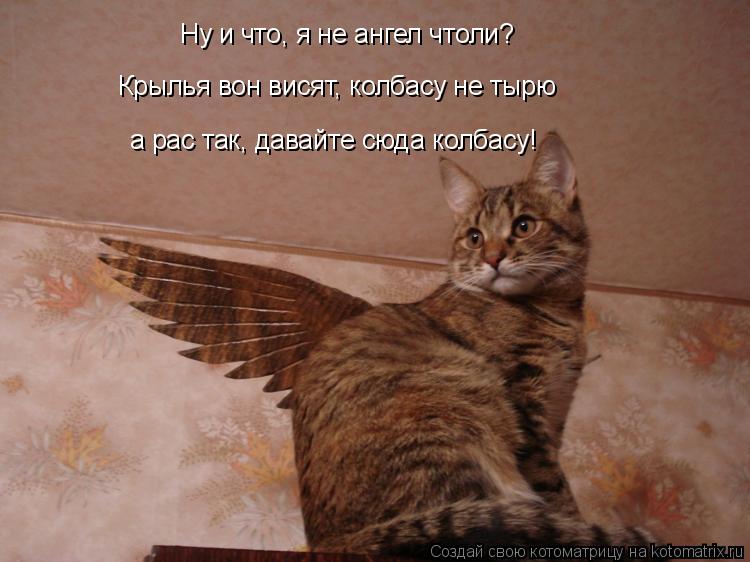 Ну и что, я не ангел чтоли? Крылья вон висят, колбасу не тырю а рас так, давайте сюда колбасу!... Котоматрица: Ну и что, я не ангел чтоли? Крылья вон висят, колбасу не тырю а рас так, давайте сюда колбасу!