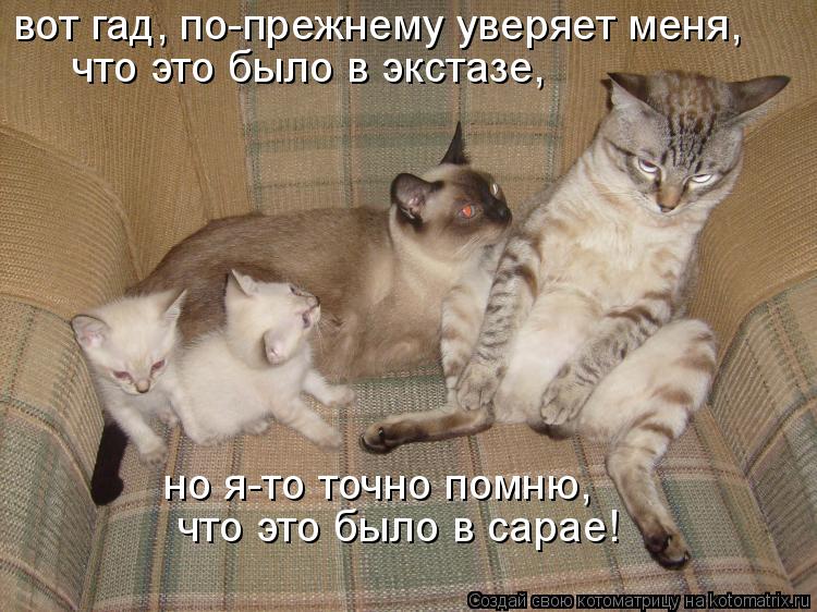 вот гад, по-прежнему уверяет меня, что это было в экстазе, но я-то точно помню, что это было в сар... Котоматрица: вот гад, по-прежнему уверяет меня, что это было в экстазе, но я-то точно помню, что это было в сарае!
