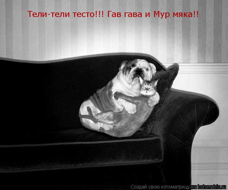 Тели-тели тесто!!! Гав гава и Мур мяка!!... Котоматрица: Тели-тели тесто!!! Гав гава и Мур мяка!!