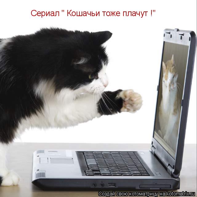 Сериал " Кошачьи тоже плачут !"... Котоматрица: Сериал " Кошачьи тоже плачут !"