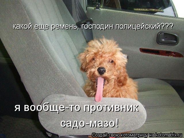какой еще ремень, господин полицейский??? я вообще-то противник садо-мазо!... Котоматрица: какой еще ремень, господин полицейский??? я вообще-то противник садо-мазо!