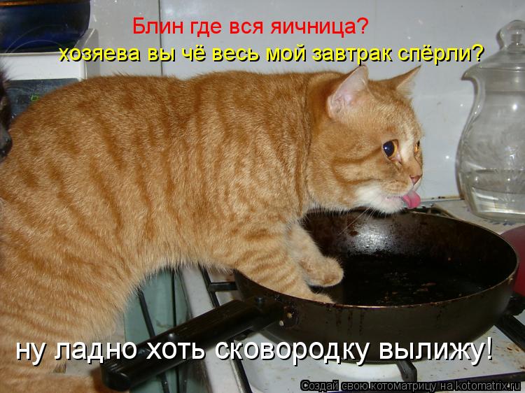 Блин где вся яичница? хозяева вы чё весь мой завтрак спёрли? ну ладно хоть сковородку вылижу!... Котоматрица: Блин где вся яичница? хозяева вы чё весь мой завтрак спёрли? ну ладно хоть сковородку вылижу!
