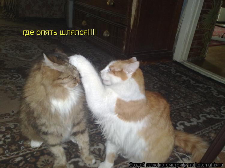 где опять шлялся!!!!... Котоматрица: где опять шлялся!!!!
