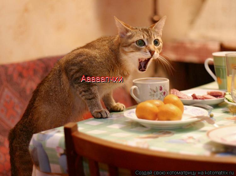 Ааааапчхи Ааааапчхи... Котоматрица: Ааааапчхи Ааааапчхи