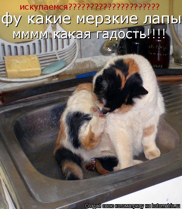искупаемся????????????????????? фу какие мерзкие лапы мммм какая гадость!!!!... Котоматрица: искупаемся????????????????????? фу какие мерзкие лапы мммм какая гадость!!!!