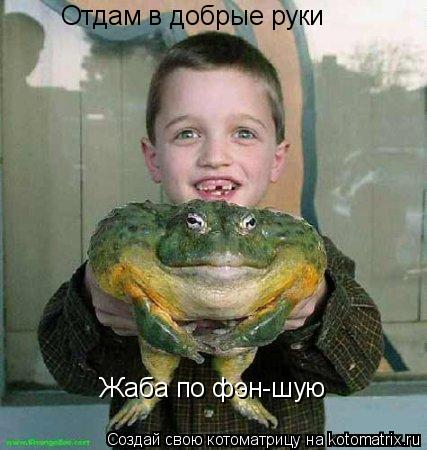 Отдам в добрые руки Жаба по фэн-шую... Котоматрица: Отдам в добрые руки Жаба по фэн-шую
