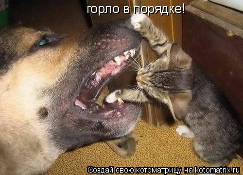 горло в порядке!... Котоматрица: горло в порядке!