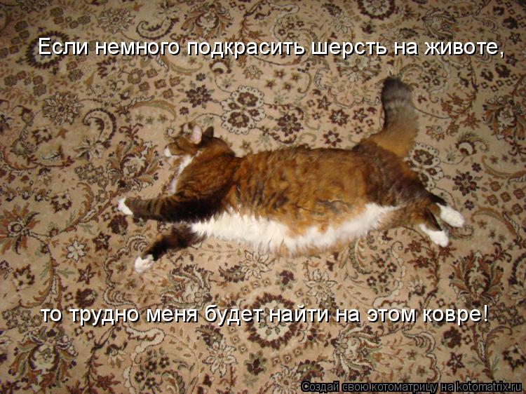 Если немного подкрасить шерсть на животе, то трудно меня будет найти на этом ковре!... Котоматрица: Если немного подкрасить шерсть на животе, то трудно меня будет найти на этом ковре!