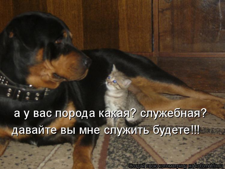 а у вас порода какая? служебная? давайте вы мне служить будете!!!... Котоматрица: а у вас порода какая? служебная? давайте вы мне служить будете!!!