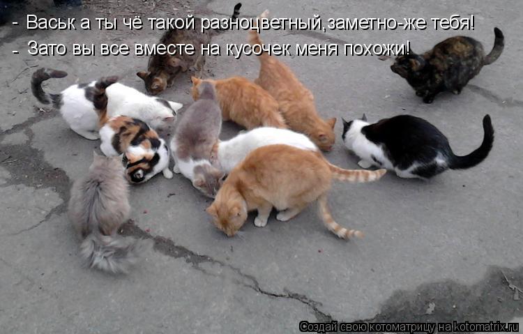 Васьк а ты чё такой разноцветный,заметно-же тебя! - - Зато вы все вместе на кусочек меня похожи!... Котоматрица: Васьк а ты чё такой разноцветный,заметно-же тебя! - - Зато вы все вместе на кусочек меня похожи!