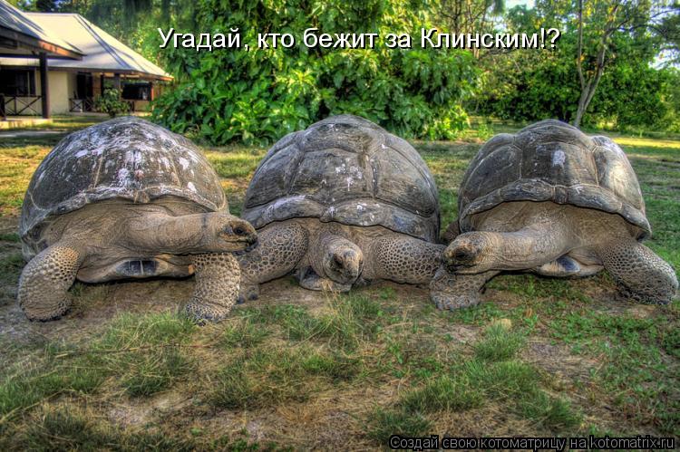 Угадай, кто бежит за Клинским!?... Котоматрица: Угадай, кто бежит за Клинским!?
