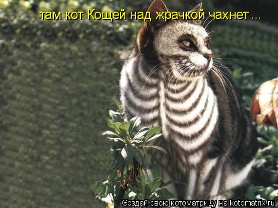 там кот Кощей над жрачкой чахнет ...... Котоматрица: там кот Кощей над жрачкой чахнет ...