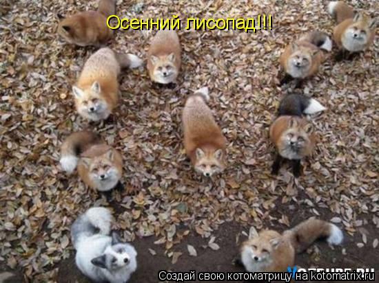 Осенний лисопад!!!... Котоматрица: Осенний лисопад!!!