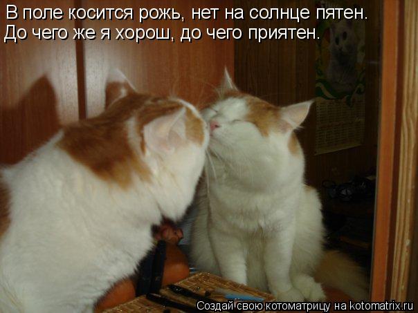 В поле косится рожь, нет на солнце пятен. До чего же я хорош, до чего приятен.... Котоматрица: В поле косится рожь, нет на солнце пятен. До чего же я хорош, до чего приятен.