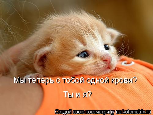 Мы теперь с тобой одной крови? Ты и я?... Котоматрица: Мы теперь с тобой одной крови? Ты и я?