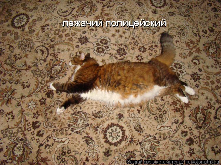 лежачий полицейский... Котоматрица: лежачий полицейский