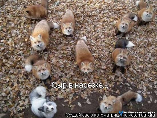 Сыр в нарезке...... Котоматрица: Сыр в нарезке...