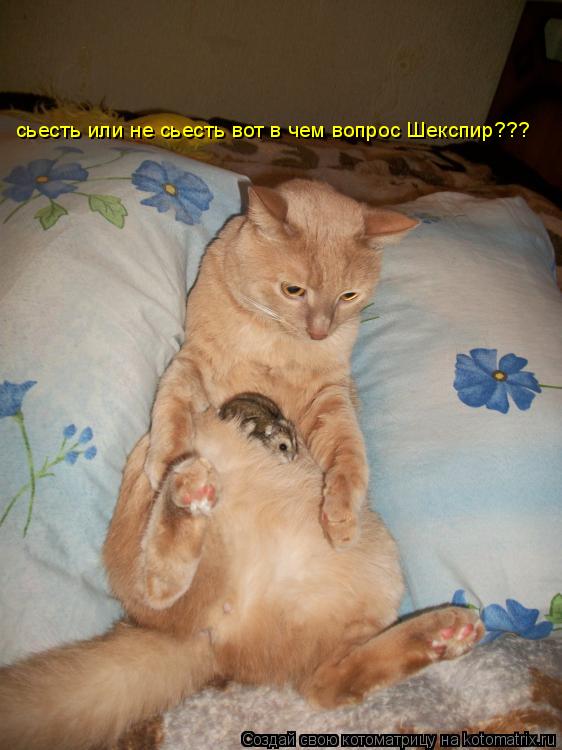 сьесть или не сьесть вот в чем вопрос Шекспир???... Котоматрица: сьесть или не сьесть вот в чем вопрос Шекспир???