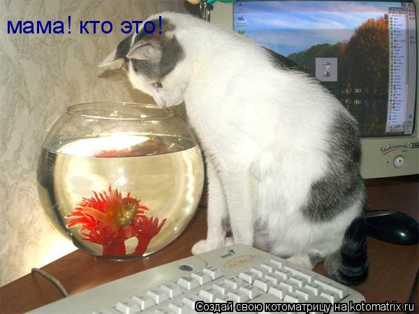 мама! кто это!... Котоматрица: мама! кто это!