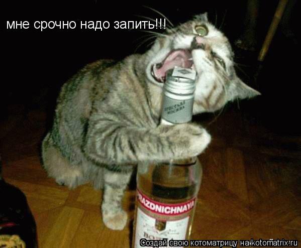 мне срочно надо запить!!!... Котоматрица: мне срочно надо запить!!!