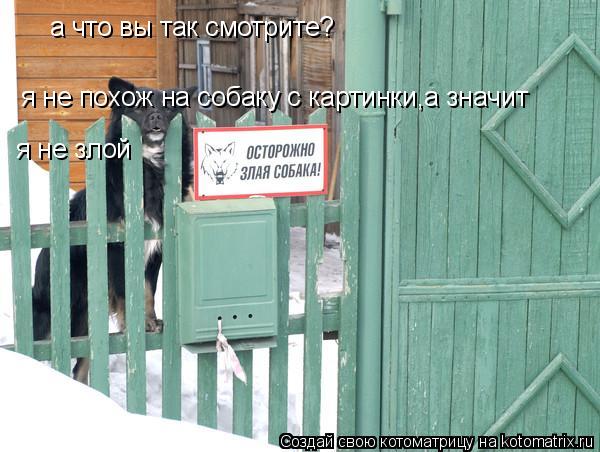 а что вы так смотрите? я не похож на собаку с картинки,а значит я не злой... Котоматрица: а что вы так смотрите? я не похож на собаку с картинки,а значит я не злой