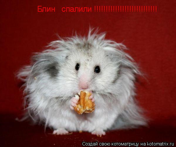 Блин спалили !!!!!!!!!!!!!!!!!!!!!!!!!!!... Котоматрица: Блин спалили !!!!!!!!!!!!!!!!!!!!!!!!!!!