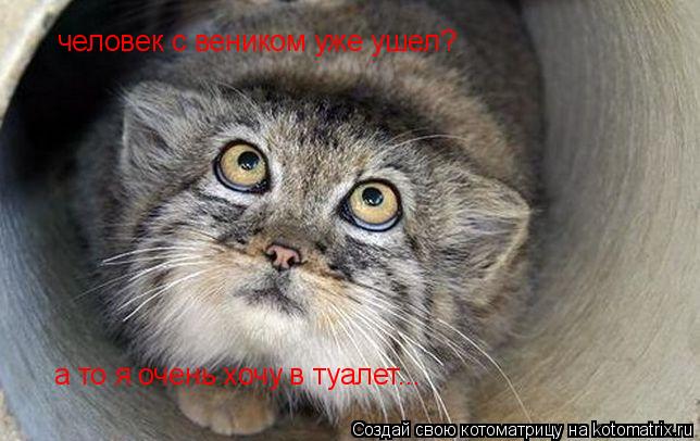 человек с веником уже ушел? а то я очень хочу в туалет...... Котоматрица: человек с веником уже ушел? а то я очень хочу в туалет...