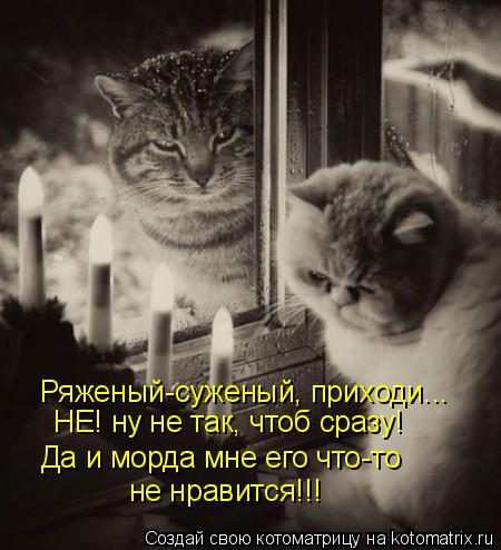 Ряженый-суженый, приходи... НЕ! ну не так, чтоб сразу! Да и морда мне его что-то не нравится!!!... Котоматрица: Ряженый-суженый, приходи... НЕ! ну не так, чтоб сразу! Да и морда мне его что-то не нравится!!!