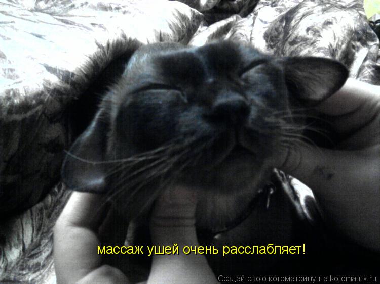 массаж ушей очень расслабляет!... Котоматрица: массаж ушей очень расслабляет!