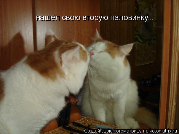 нашёл свою вторую паловинку...... Котоматрица: нашёл свою вторую паловинку...