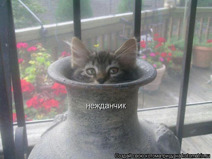 нежданчик... Котоматрица: нежданчик
