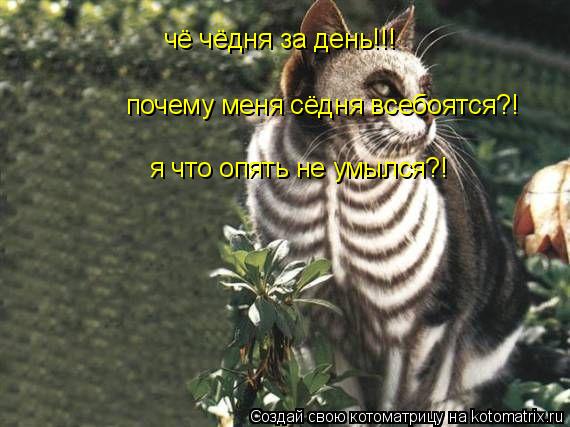 чё чёдня за день!!! почему меня сёдня всебоятся?! я что опять не умылся?!... Котоматрица: чё чёдня за день!!! почему меня сёдня всебоятся?! я что опять не умылся?!