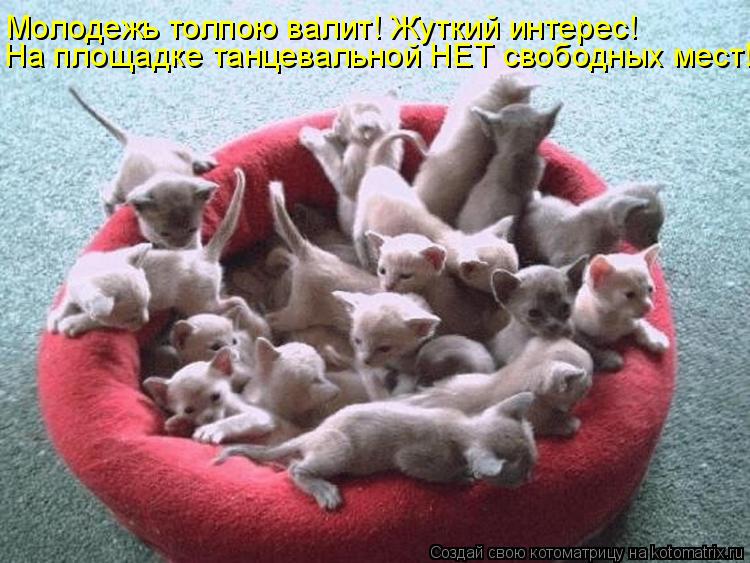 На площадке танцевальной НЕТ свободных мест! Молодежь толпою валит! Жуткий интерес!... Котоматрица: На площадке танцевальной НЕТ свободных мест! Молодежь толпою валит! Жуткий интерес!