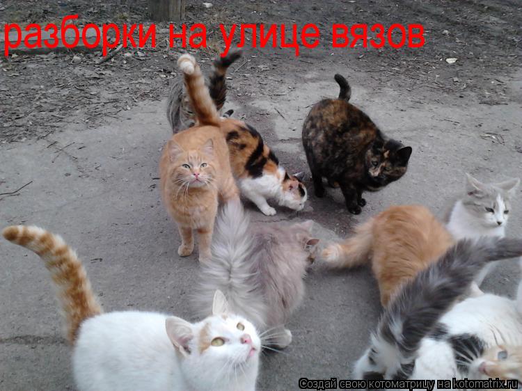 разборки на улице вязов... Котоматрица: разборки на улице вязов