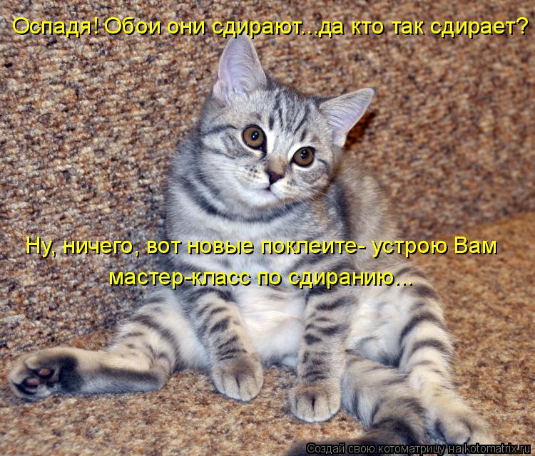 Оспадя! Обои они сдирают...да кто так сдирает? Ну, ничего, вот новые поклеите- устрою Вам мастер-клас... Котоматрица: Оспадя! Обои они сдирают...да кто так сдирает? Ну, ничего, вот новые поклеите- устрою Вам мастер-класс по сдиранию...