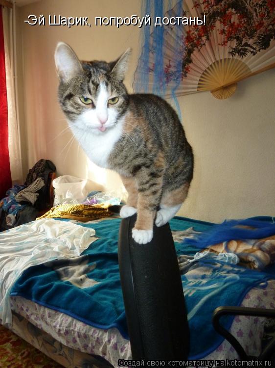 -Эй Шарик, попробуй достань!... Котоматрица: -Эй Шарик, попробуй достань!