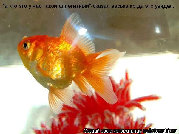 "а кто это у нас такой аппетитный"-сказал васька когда это увидел.... Котоматрица: "а кто это у нас такой аппетитный"-сказал васька когда это увидел.