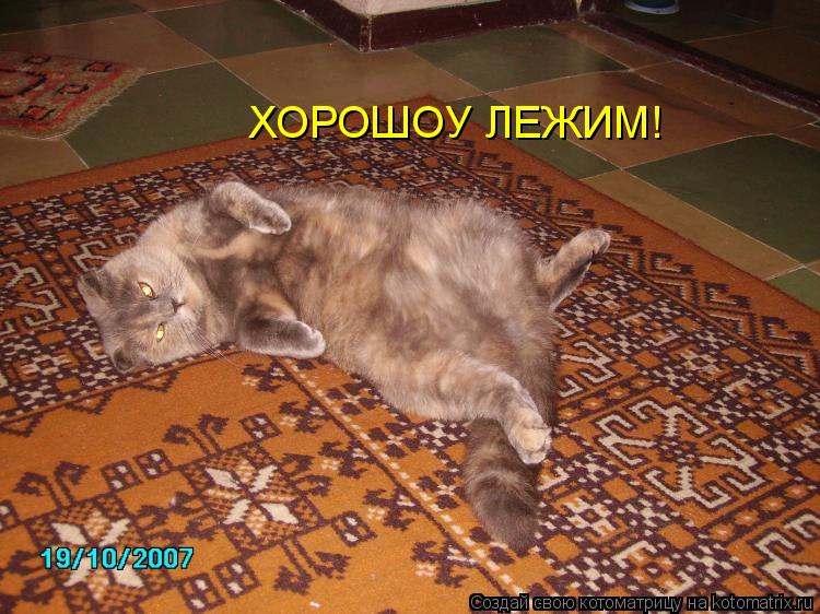 ХОРОШОУ ЛЕЖИМ!... Котоматрица: ХОРОШОУ ЛЕЖИМ!