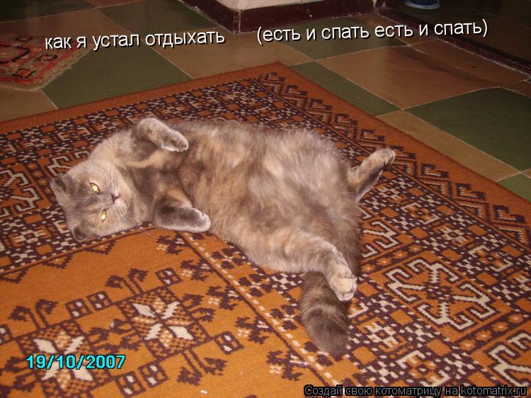 как я устал отдыхать (есть и спать есть и спать)... Котоматрица: как я устал отдыхать (есть и спать есть и спать)