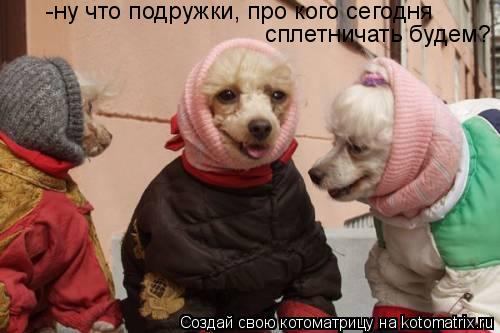 -ну что подружки, про кого сегодня сплетничать будем?... Котоматрица: -ну что подружки, про кого сегодня сплетничать будем?