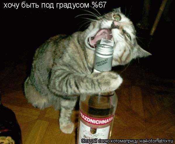 хочу быть под градусом %67... Котоматрица: хочу быть под градусом %67