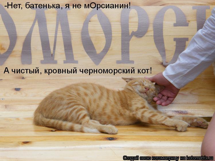 -Нет, батенька, я не мОрсианин! А чистый, кровный черноморский кот!... Котоматрица: -Нет, батенька, я не мОрсианин! А чистый, кровный черноморский кот!